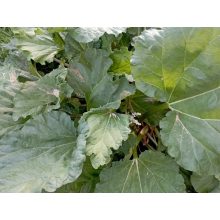  Rebarbara lekvár (200 g)