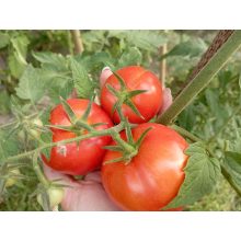 Szárított paradicsom olívaolajban