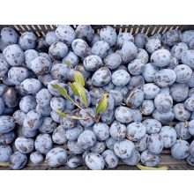 Aszalt szilva dióval