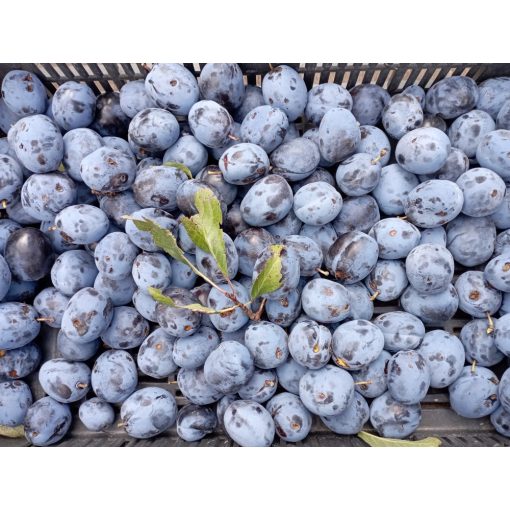 Aszalt szilva dióval